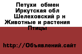 Петухи  обмен - Иркутская обл., Шелеховский р-н Животные и растения » Птицы   